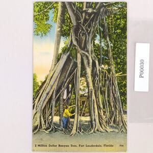 Vintage 1946 Linen Postcard 2 Million Dollar Banyan Tree Fort Lauderdale Florida